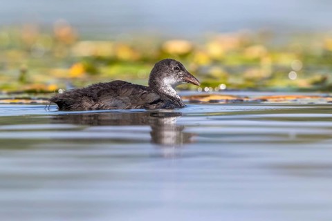Eurasian Coot (Fulica atra) juvenile, Mecklenburg-Western Pomerania, Germany, Europe