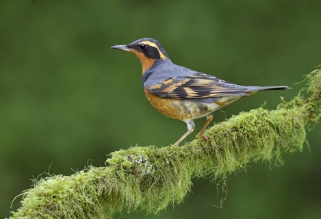 Varied Thrush (Ixoreus naevius), British Columbia, Canada, North America