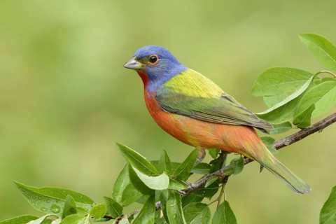 Painted Bunting (Passerina ciris) male, Texas, USA, North America