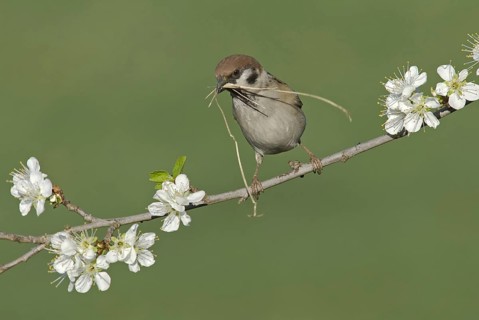 Eurasian Tree Sparrow (Passer montanus), Saxony, Germany, Europe