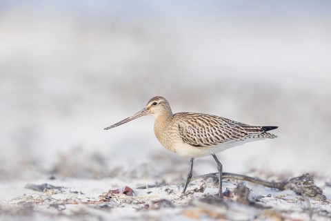 Pfuhlschnepfe, Limosa lapponica Bar-tailed Godwit, Limosa lapponica