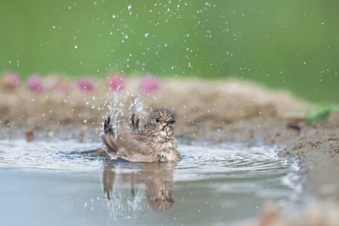 Spotted Flycatcher (Muscicapa striata) bathing, Aosta Valley, Italy, Europe