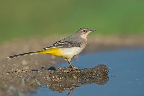 Grey Wagtail (Motacilla cinerea) at a waterhole, Aosta Valley, Italy, Europe