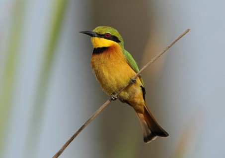 Little Bee-eater (Merops pusillus), Gambia, Africa