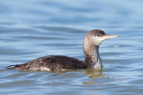 Red-throated Loon (Gavia stellata), Schleswig-Holstein, Germany, Europe