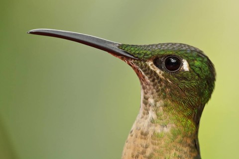 Fawn-breasted Brilliant (Heliodoxa rubinoides), Ecuador, South America