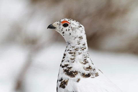 White-tailed Ptarmigan (Lagopus leucura), California, USA, North America