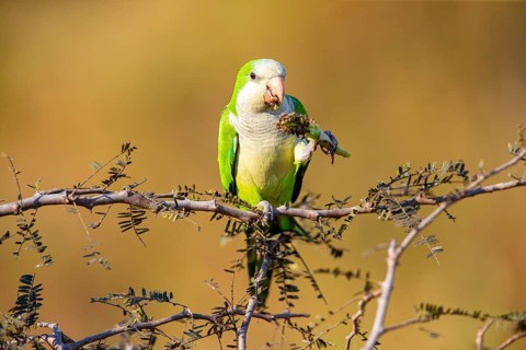 Monk parakeet (Myiopsitta monachus) Pantanal Brazil
