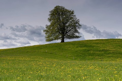 European beech (Fagus sylvatica) in spring, solitary tree near Rieden am Forggensee, Ostallgäu,