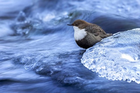 Northern white-throated dipper (Cinclus cinclus cinclus) foraging along frozen stream in winter,