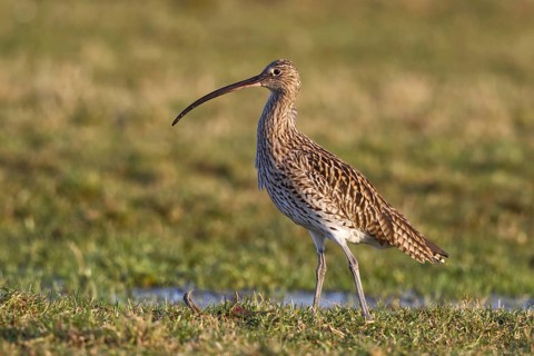 Eurasian Curlew (Numenius arquata) foraging, North Rhine-Westpalia, Germany, Europe