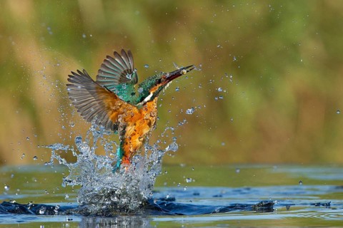 Common Kingfisher (Alcedo atthis) female hunting, Leiria, Portugal, Europe