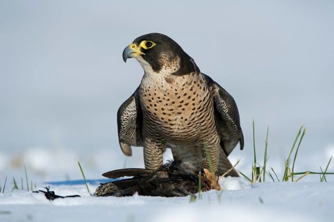 Peregrine Falcon (Falco peregrinus) captive, with prey, Saxony, Germany, Europe