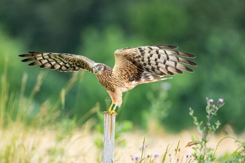 Montagu's harrier (Circus pygargus) wbl Germany