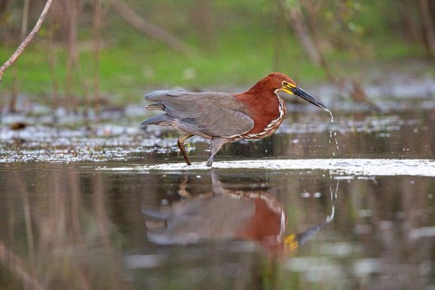 Rufescent tiger heron (Tigrisoma lineatum) Pantanal Brazil