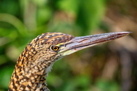 Rufescent tiger heron (Tigrisoma lineatum) Pantanal Brazil