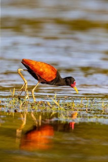Red-fronted leaflet (Jacana jacana) Pantanal Brazil