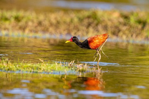 Red-fronted leaflet (Jacana jacana) Pantanal Brazil