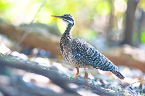 Sun rail (Eurypyga helias) Pantanal Brazil