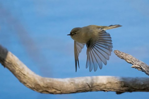 A chiffchaff (Phylloscopus collybita) flies just above a branch with outspread wings against a blue