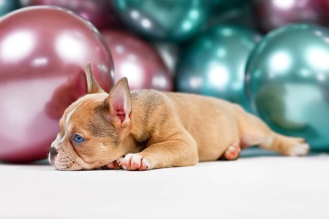 Healthy French Bulldog dog puppy with long nose lying fown in fornt of colorful balloon