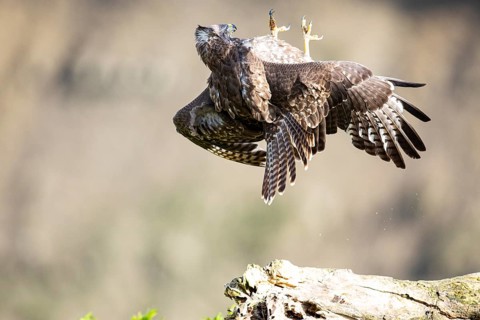 Common buzzard (Buteo buteo) Germany
