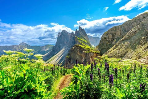 Scenic hiking trail winds through vibrant wildflowers, leading towards the majestic peaks of the