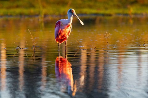 Roseate spoonbill (Ajaia ajaja) Pantanal Brazil