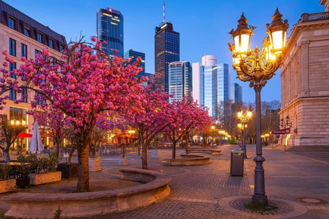 The ornamental cherries on Opernplatz in Frankfurt am Main, near the Alte Oper, are in full bloom