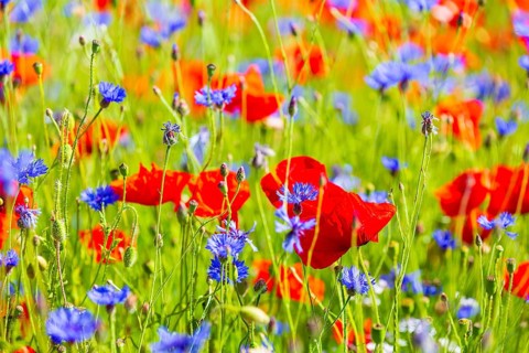 Corn poppy (Papaver rhoeas) and cornflower (Centaurea cyanus) in bloom in a meadow, Saxon