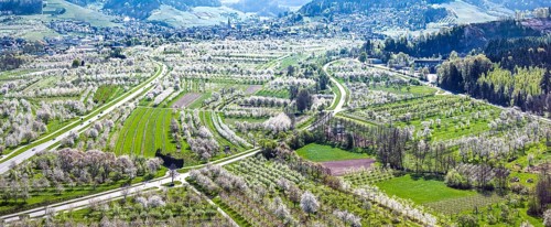 Spring near Sasbach in the Achertal in the Ortenau district. Orchards in bloom.Sasbach,