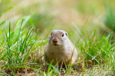 European ground squirrel (Spermophilus citellus) on a meadwo, Bavaria, Germany, Europe