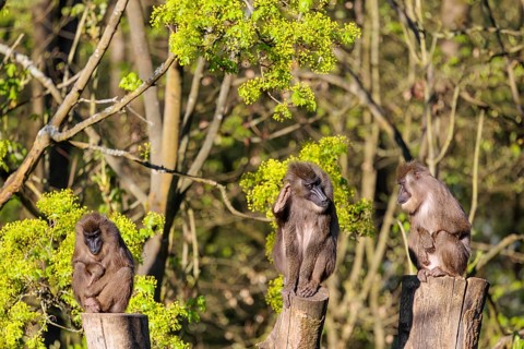 Three Drills (Mandrillus leucophaeus) sit high up on the three stumps of a cut tree and enjoy the