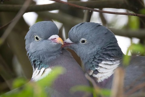 Two pigeons are having a springtime fling in the nest, Frankfurt am Main, Hesse, Germany, Europe