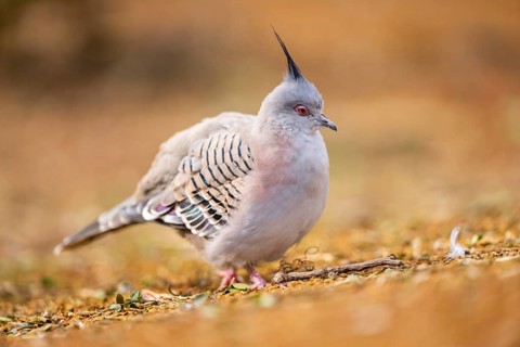 Crested pigeon (Ocyphaps lophotes) walking on a meadow, Bavaria, Germany, Europe