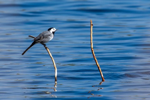 A bird sitting on a branch over calm water with blue sky in the background, white wagtail