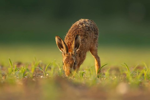 European brown hare (Lepus europaeus) adult animal feeding in a farmland maize field in summer,