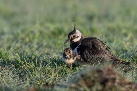 Lapwing (Vanellus vanellus) with young, Lower Saxony, Germany, Europe