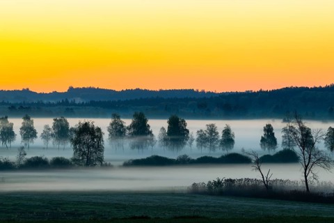 Early morning fog over the moor, birch (Betula), birch family (Betulaceae), dawn, fog, Pfrungen,