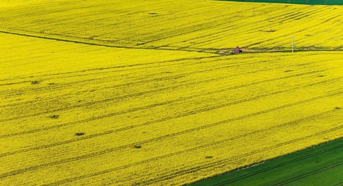 Rape field in bloom with a small house. Landscape near Dornstadt Baden-Württemberg, Germany, Europe