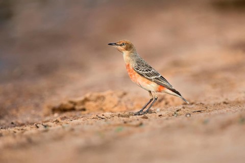 Crimson Chat (Epthianura tricolor) female perched on the ground, Victoria, Australia, Oceania