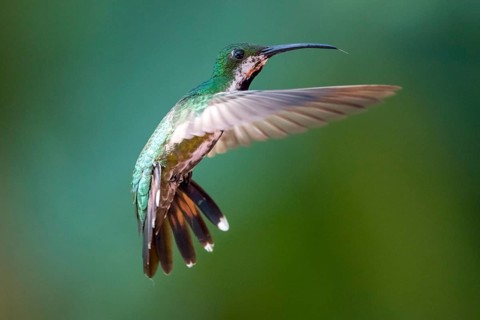 Green-breasted Mango (Anthracothorax prevostii) female flying, Peten, Guatemala, Central America