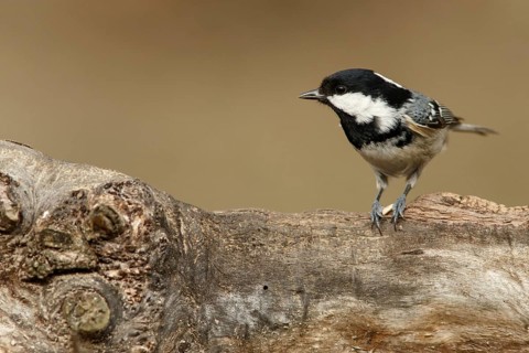 Coal Tit (Peirparus ater), perched on a branch, Castile and Leon, Spain, Europe