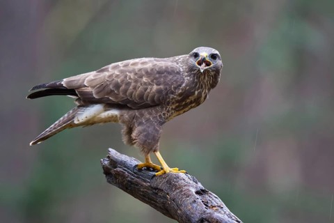 Common Buzzard (Buteo buteo) perched on a branch, Netherlands