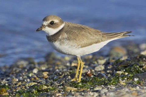 Semipalmated Plover (Charadrius semipalmatus), British Columbia, Canada, North America