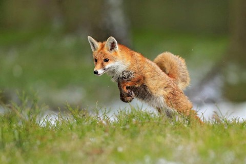 Red Fox jumping, Vulpes vulpes, wildlife scene from Europe. Orange fur coat animal in the nature