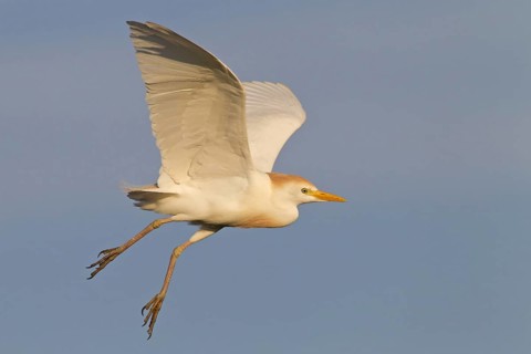 Western Cattle Egret (Bubulcus ibis) flying, Florida, USA, North America