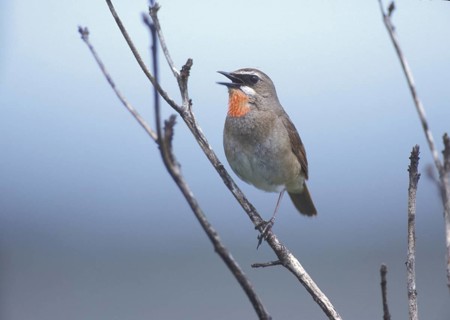 Siberian Rubythroat (Calliope calliope) male singing, Japan, Asia