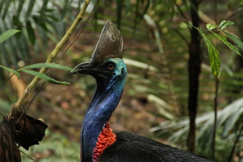 Southern Cassowary (Casuarius casuarius) female, Queensland, Australia, Oceania