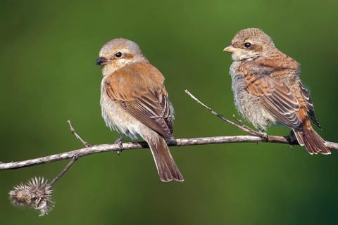 Red-backed Shrike (Lanius collurio) juvenile, Saxony-Anhalt, Germany, Europe